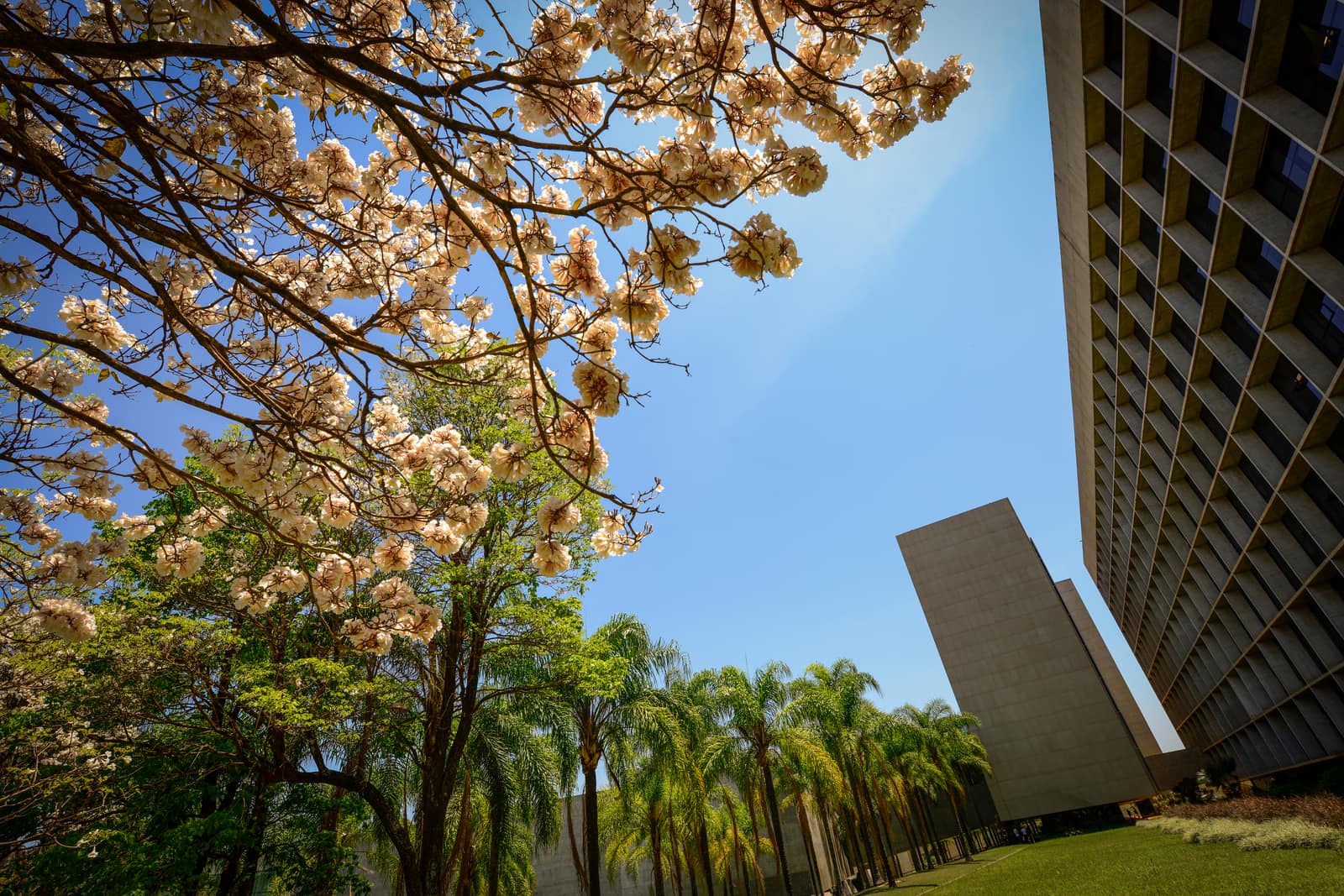 Fachada curva do Superior Tribunal de Justiça vista de baixo, com ipês floridos