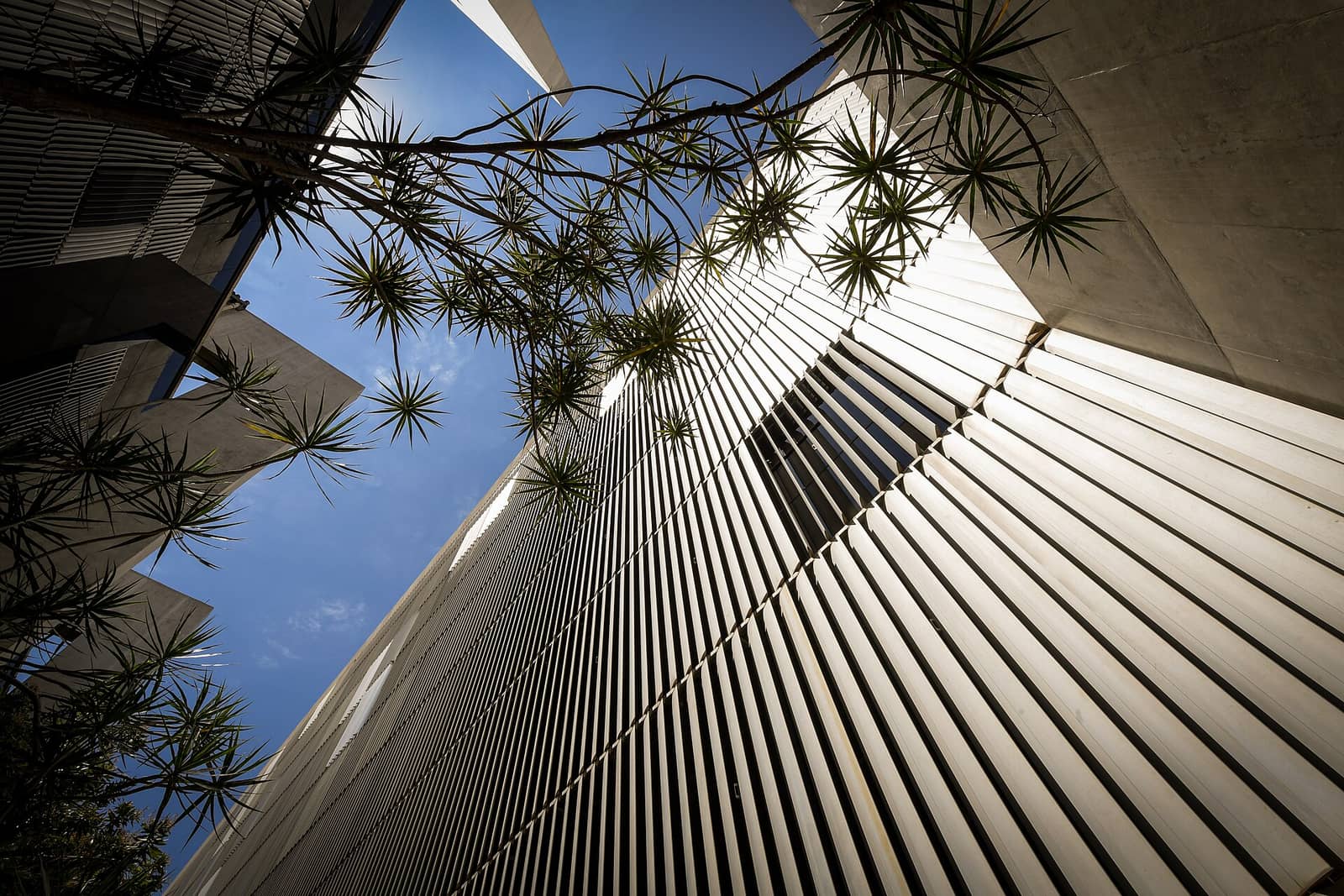 Torre da sede do Superior Tribunal de Justiça, em Brasília, vista de baixo entre folhas de palmeira
